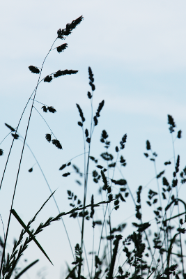 Reeds, par Xavier E. G. Dierick